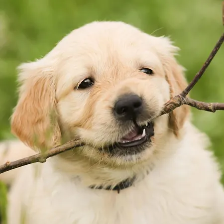 Family Getaway Apartment